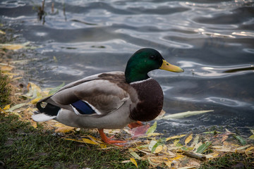 Duck
