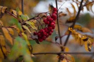 Red berries