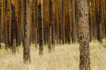 The mysterious forest.