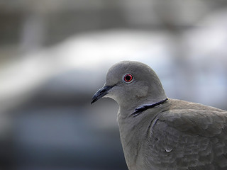 close-up portrait of pigeon on a blurred gray background