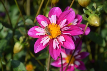 Biene auf der Bl&uuml;te