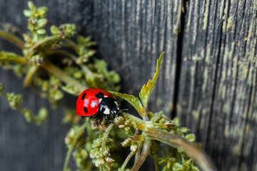 ladybug