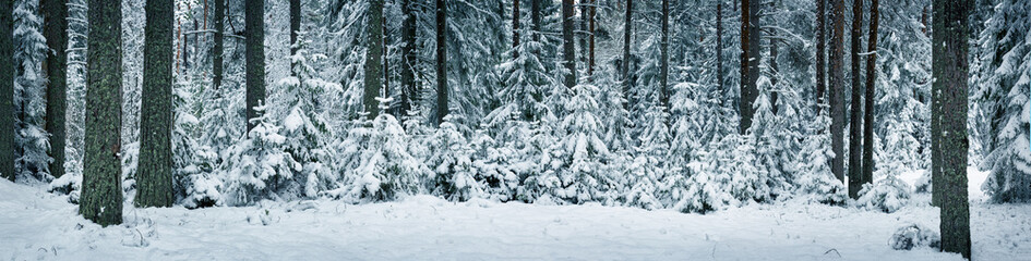 Fototapeta premium Pine trees covered with snow on frosty evening. Beautiful winter panorama