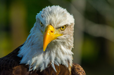 Majestic Eagle
