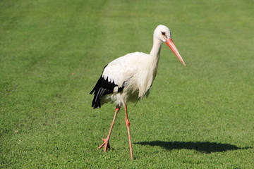 Ein Storch spaziert über Rasem