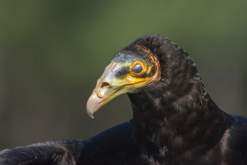 Turkey Vulture