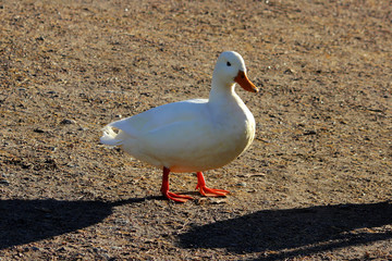 White duck drake as variability within the species Anas platyrhynchos in the Gatchina park.