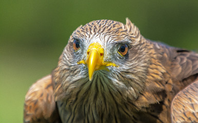 Majestic Raptor