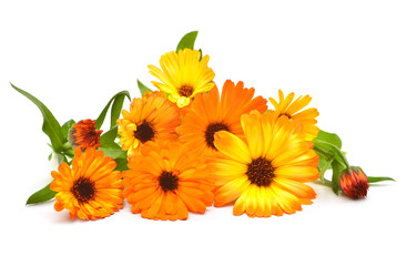 Flowers of calendula officinalis bouquet with leaves isolated on white background. Marigolds, medicinal plants. Golden petals