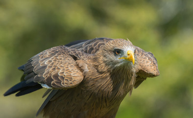 Majestic Raptor