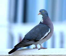 Close up portrait of the common wood pigeon (Columba palumbus)