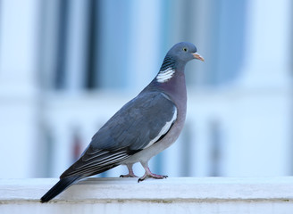 Close up portrait of the common wood pigeon (Columba palumbus)