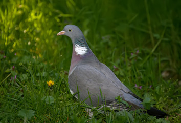 Close up portrait of the common wood pigeon (Columba palumbus) on the grass