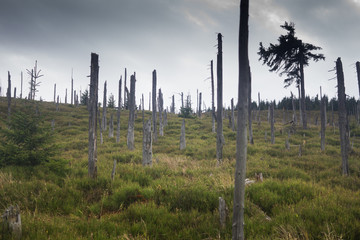 Obraz premium devastated trees in Giant mountains in Poland