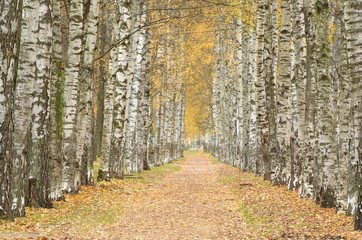 Alley of white birches.