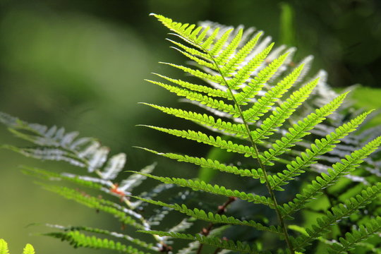 Bunch of ferns brightly lit