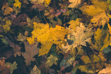 Autumn background. Dry leaves on the ground with a blurred background.