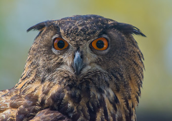 Majestic Raptor