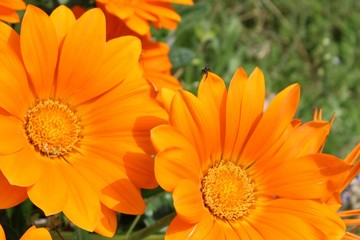 Fototapeta premium Flower