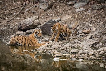 A tigress and her cub Cooling Off in the water, Ranthambore National Park, India