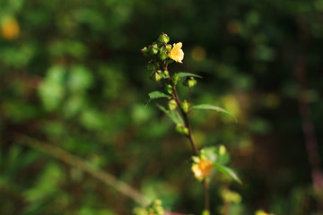 Beautiful bright Wild flowers and Spring flower seasonal nature background