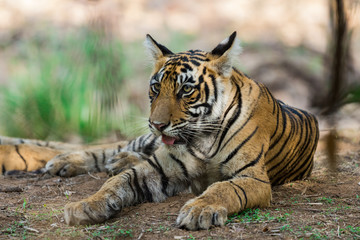 Tiger cub from ranthambore national park, India