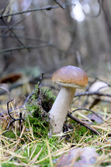 Steinpilz