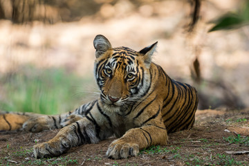 Obraz premium Portret młodego tygrysa, Park Narodowy Ranthambore, Indie