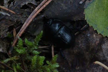 black