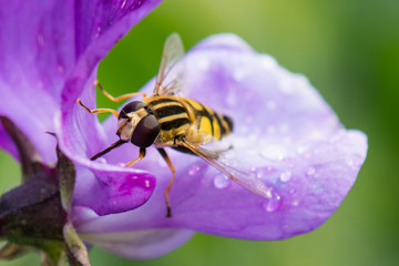 Wespe in lila Wickenblüte