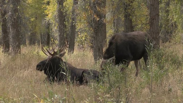 Bull and Cow Shiras Moose Rutting