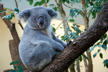 Fototapeta premium Słodki miś torbacz koali siedzącej na drzewie