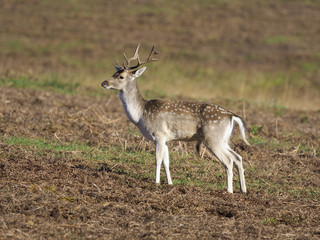 Fallow deer, Dama dama