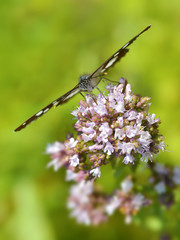 Southern White Admiral butterfly (Limenitis reducta) feeding on flower seen from front
