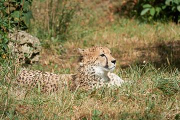 Cheetah lies in grass resting