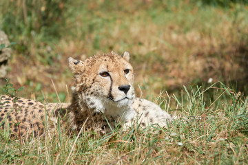 Cheetah lies in the grass and waits for prey closeup