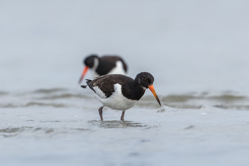 Austernfischer am meer