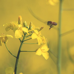 Pszczoła na rzepaku