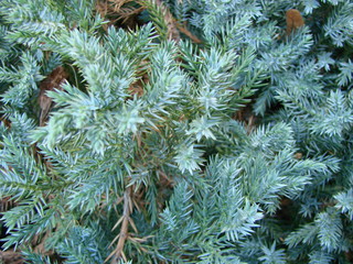 Photos natural background branch blue spruce growing in the park. shallow depth of field