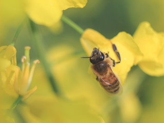 Pszczoła na rzepaku