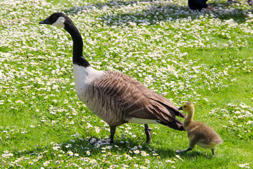 A canada goose (Branta canadensis) with a gosling