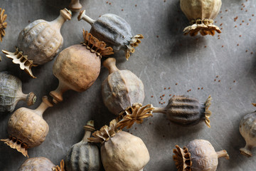 Dried poppy heads on grey background