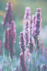 Makro ujęcie drobnych fioletowych kwiatów, pionowe ujęcie. 