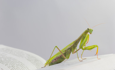 Praying mantis in the library.