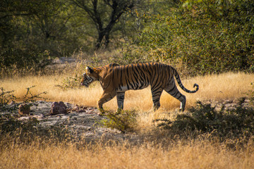 Obraz na płótnie Canvas Wild free Indian Tiger Ranthambore