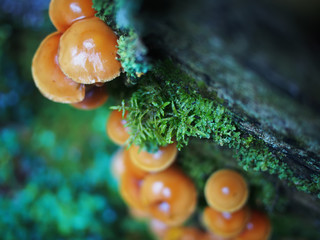 Hypholoma capnoides on a stump in the forest