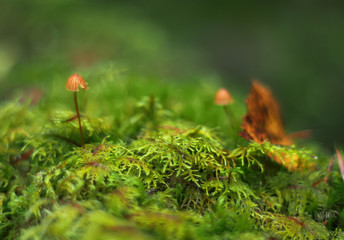 moss on a stump