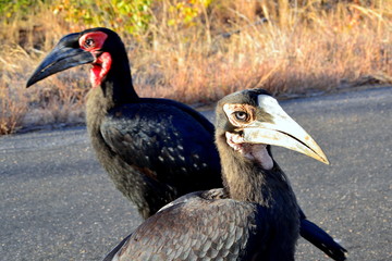 Southern Ground hornbills