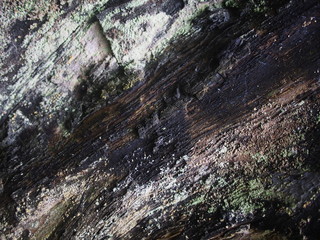 moss on a stump