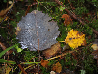 dry leaves in the forest